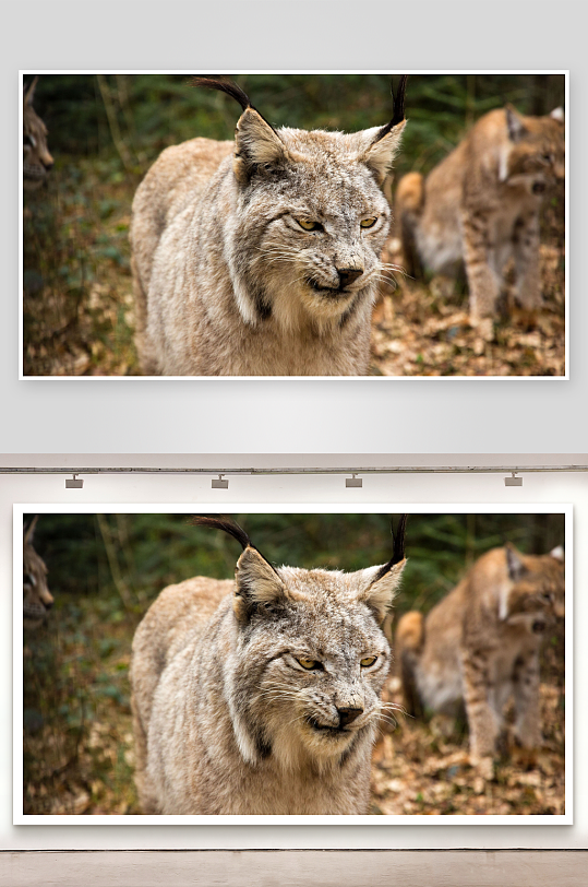 森林中的猞猁特写-众图网