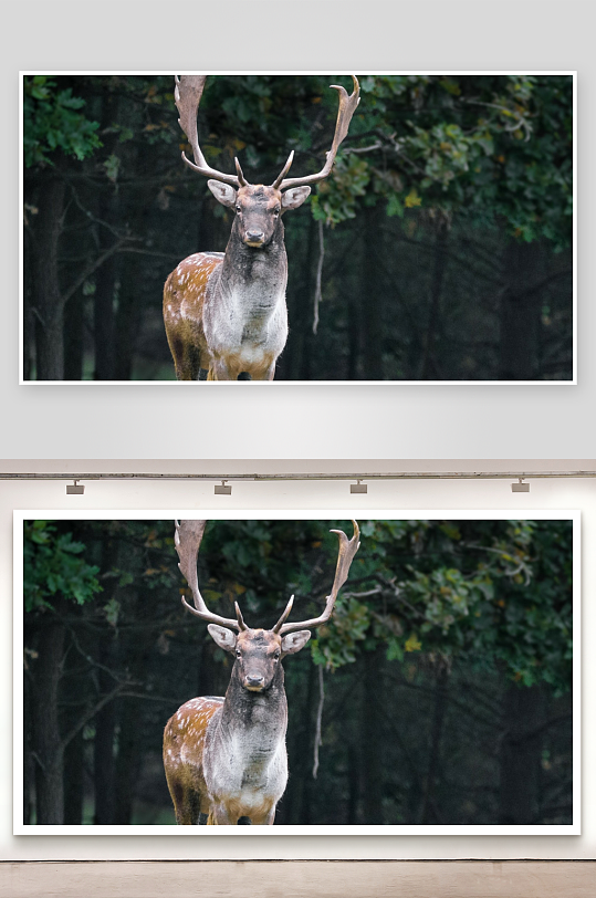 森林中雄鹿凝视镜头-众图网