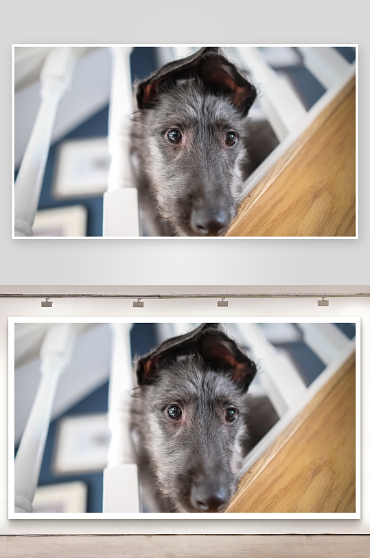 楼梯间灰狗探头好奇张望-众图网