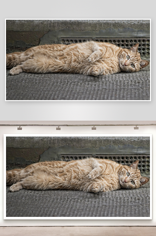 橘猫仰卧地面悠闲自得-众图网