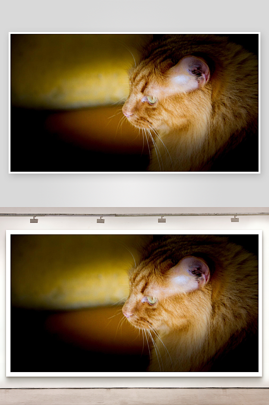 橘猫侧脸特写光影迷人-众图网