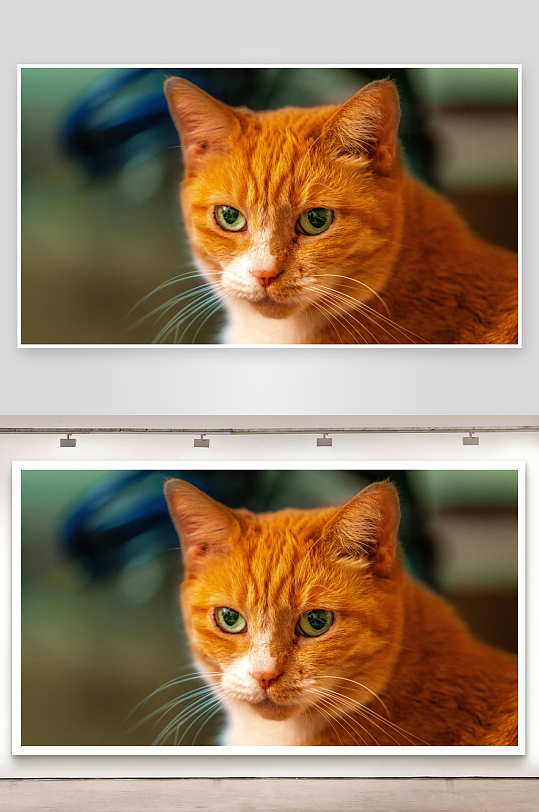 橘猫凝视特写照片摄影-众图网