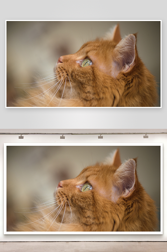 橘猫凝视远方专注瞬间-众图网