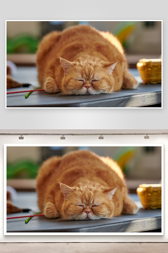 橘猫午睡姿态萌态十足-众图网