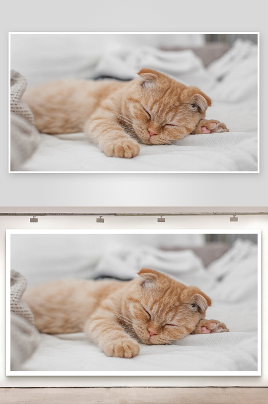橘猫安睡床上萌态十足-众图网