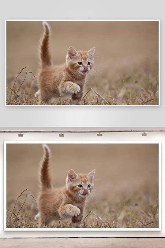 橘猫草地行走舔舌萌态-众图网