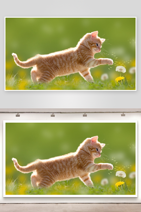 橘猫草地追逐蒲公英-众图网