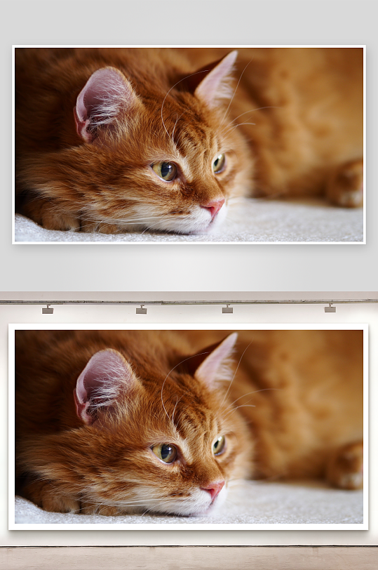 橘猫静卧特写照片摄影-众图网