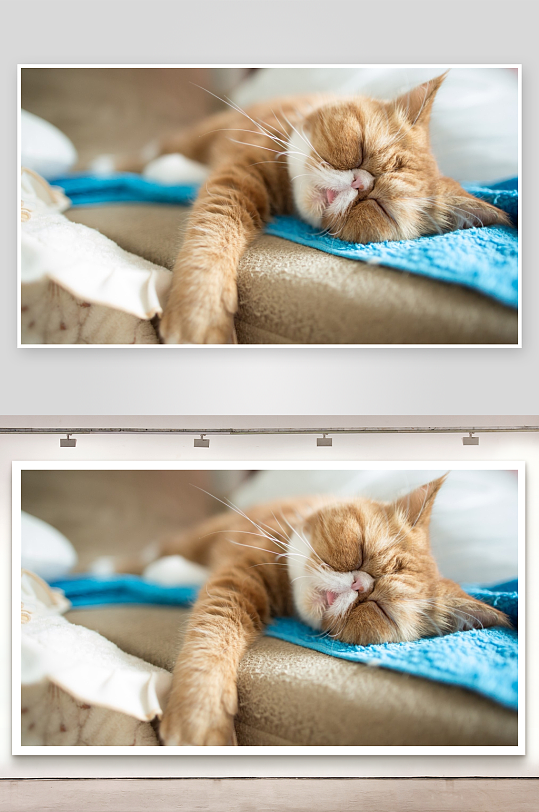 橘白猫咪床上安睡-众图网