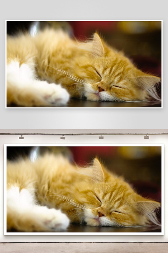 橘白相间猫咪安睡特写-众图网