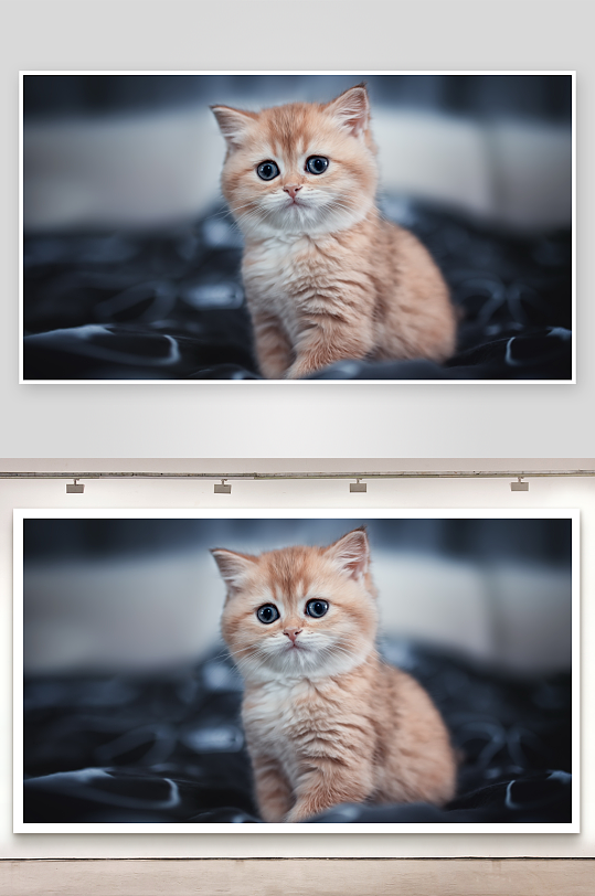 橘色小猫凝视镜头-众图网