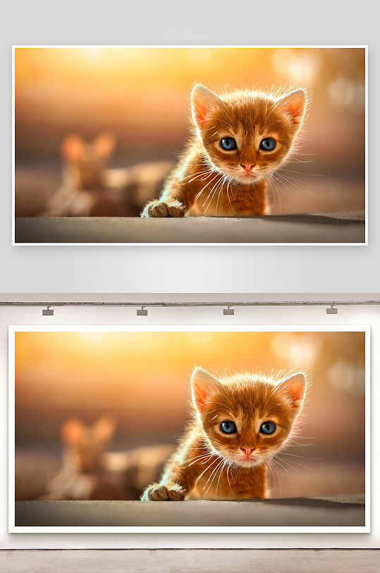 橘色小猫凝视镜头萌态十足-众图网