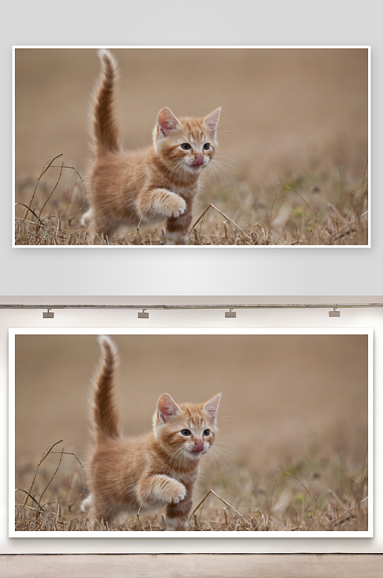 橘色小猫草地行走舔舌-众图网