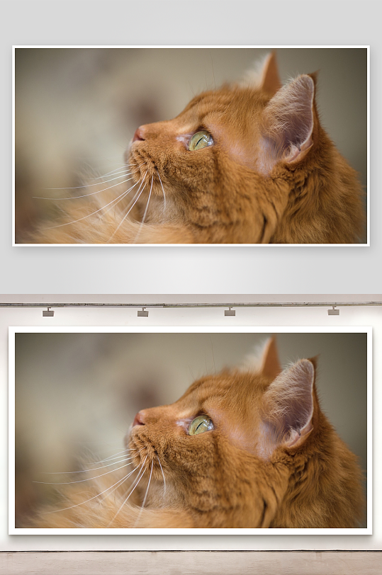 橘色猫咪侧脸特写-众图网