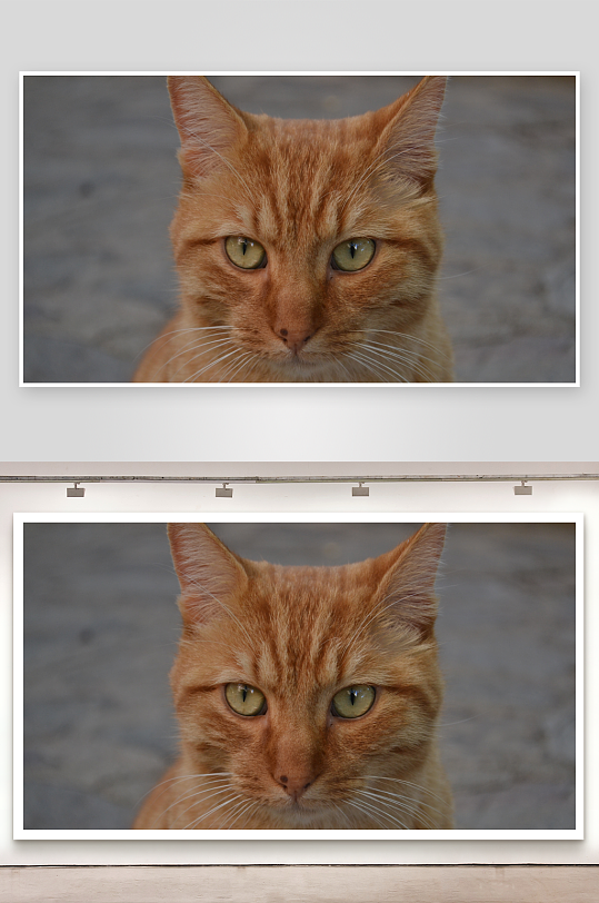 橘色猫咪特写眼神专注-众图网