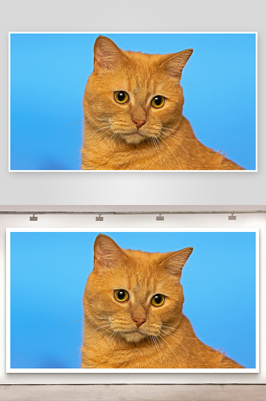 橘色猫咪蓝色背景特写-众图网