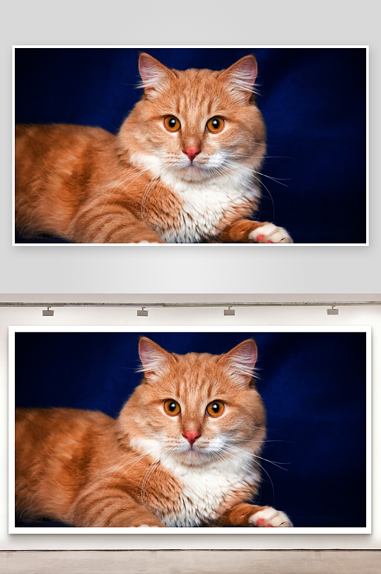 橘色猫咪静卧深蓝背景-众图网