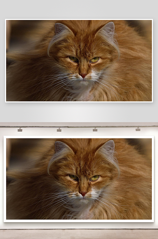 橘色长毛猫凝视特写-众图网