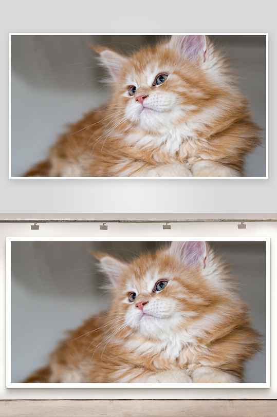 橘色长毛猫咪凝视远方-众图网