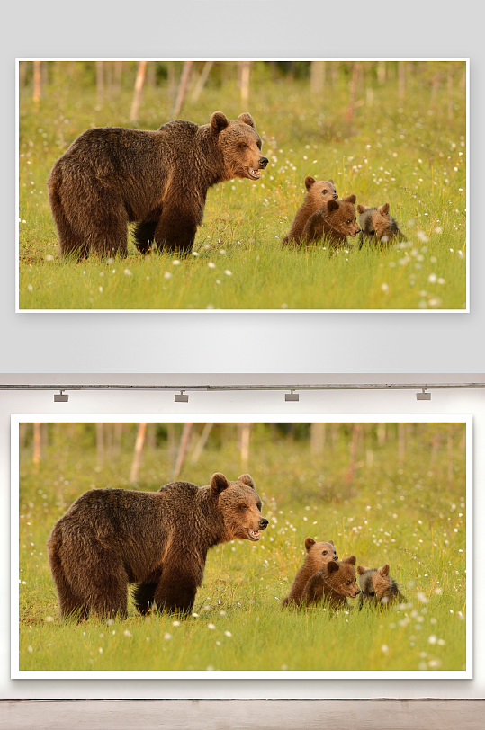 母熊与幼崽在草丛中-众图网
