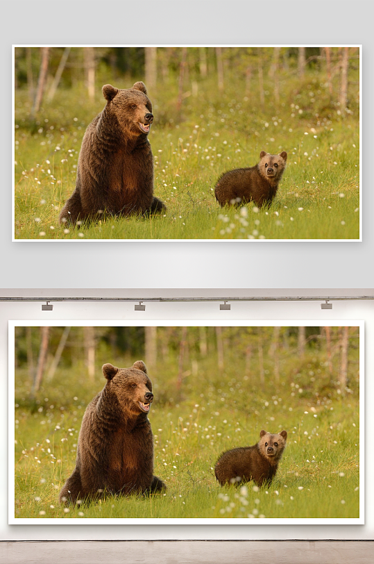 母熊与幼崽林间草地休憩-众图网