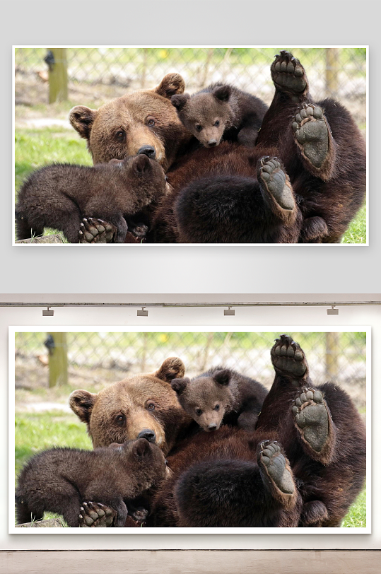 母熊与幼崽草地嬉戏-众图网