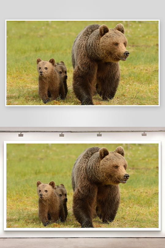 母熊带幼崽草地漫步-众图网