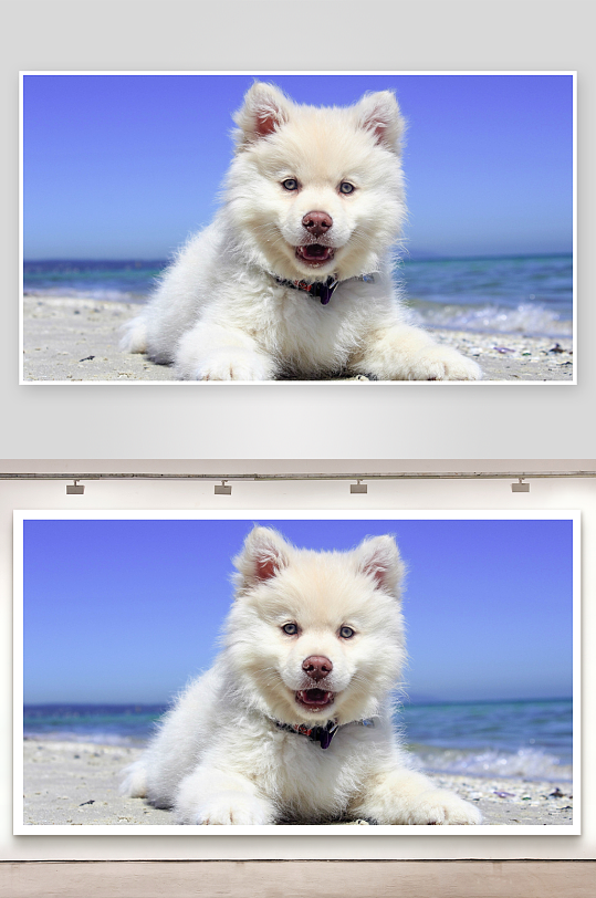 沙滩上的白色小狗-众图网