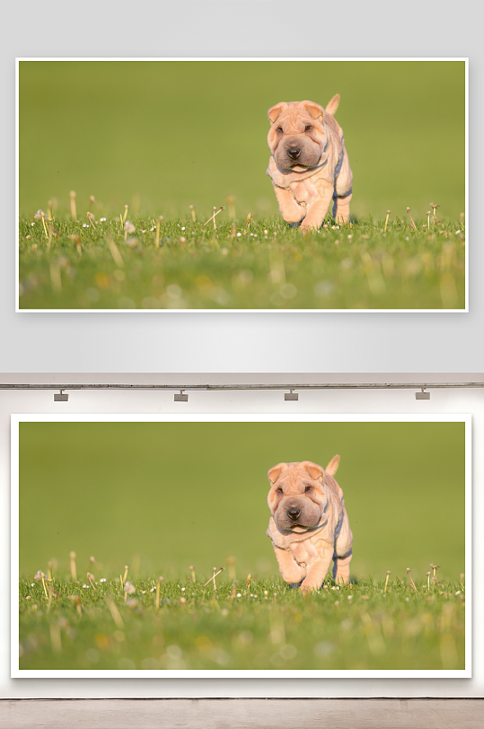 沙皮犬幼崽草地奔跑-众图网