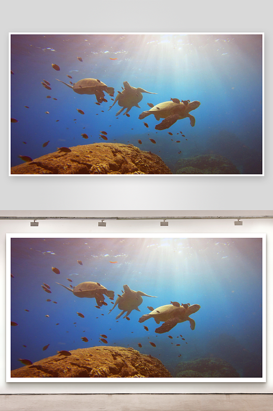 海底三只海龟游动鱼群环绕-众图网