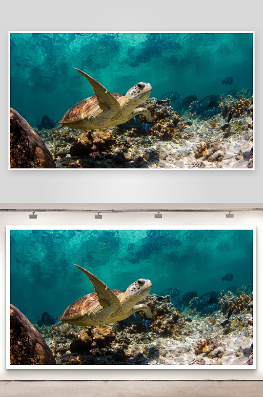 海底乌龟游弋珊瑚礁-众图网