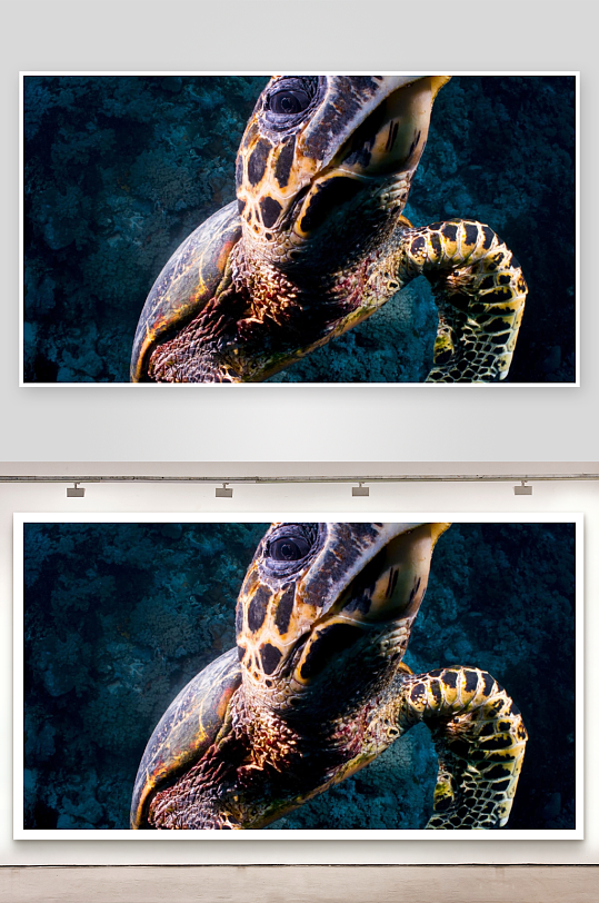海底乌龟特写镜头-众图网