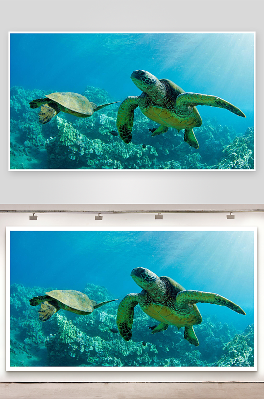 海底珊瑚礁中游动的海龟-众图网