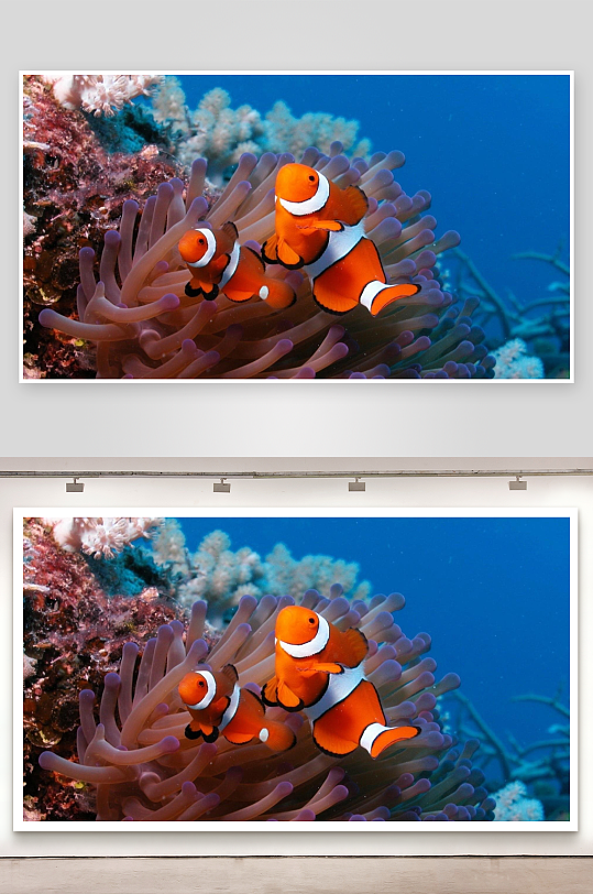 海底珊瑚礁中的小丑鱼-众图网