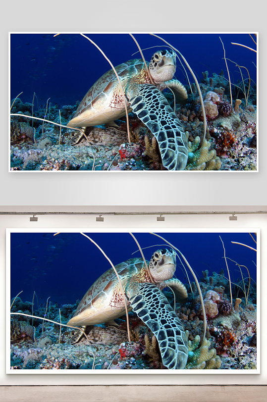 海底珊瑚礁中的海龟-众图网