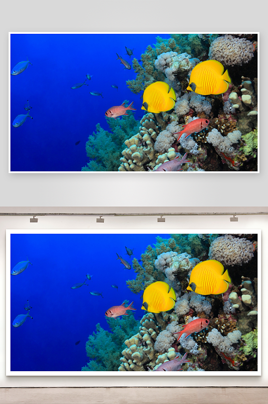 海底珊瑚礁鱼群游弋景象-众图网