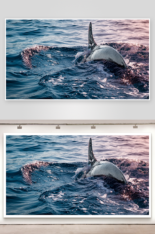 海豚跃出水面瞬间-众图网