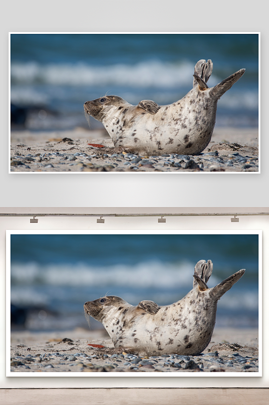 海豹沙滩仰卧休息-众图网