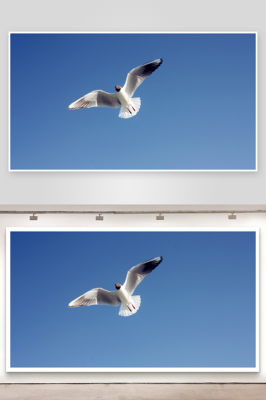 海鸥蓝天翱翔照片摄影-众图网