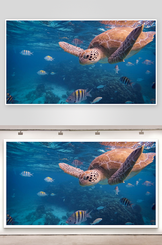 海龟与鱼群游弋海底世界-众图网