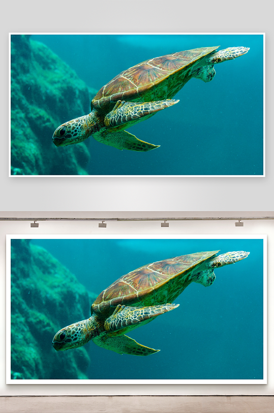 海龟水中游动姿态优雅-众图网