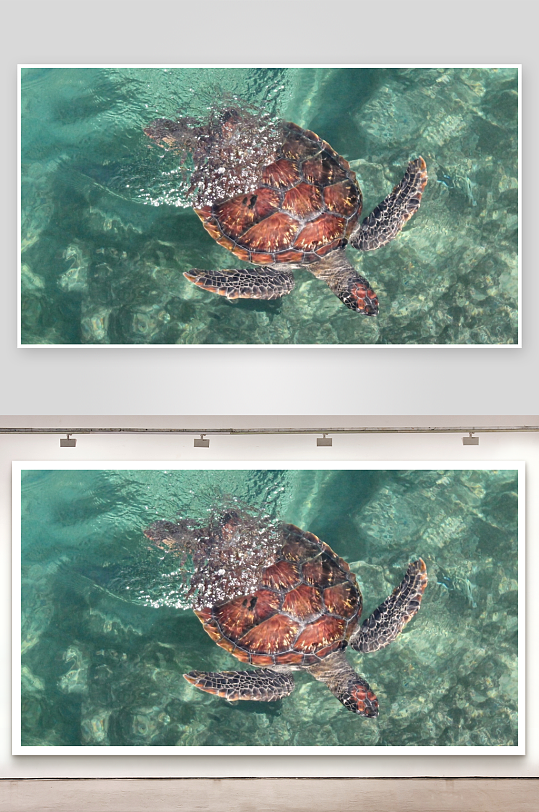 海龟水中游动清晰可见-众图网