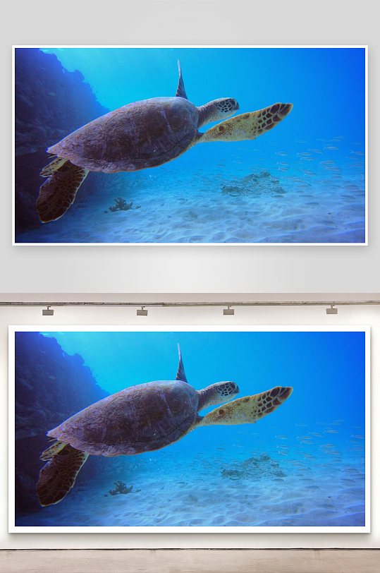 海龟海底游动沙地鱼群-众图网