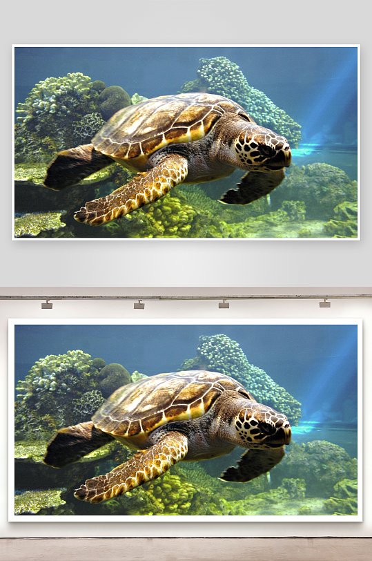 海龟游弋珊瑚礁海底世界-众图网