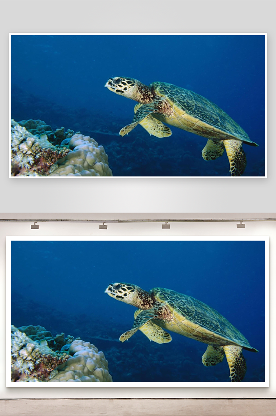 海龟游弋珊瑚礁海底景象-众图网