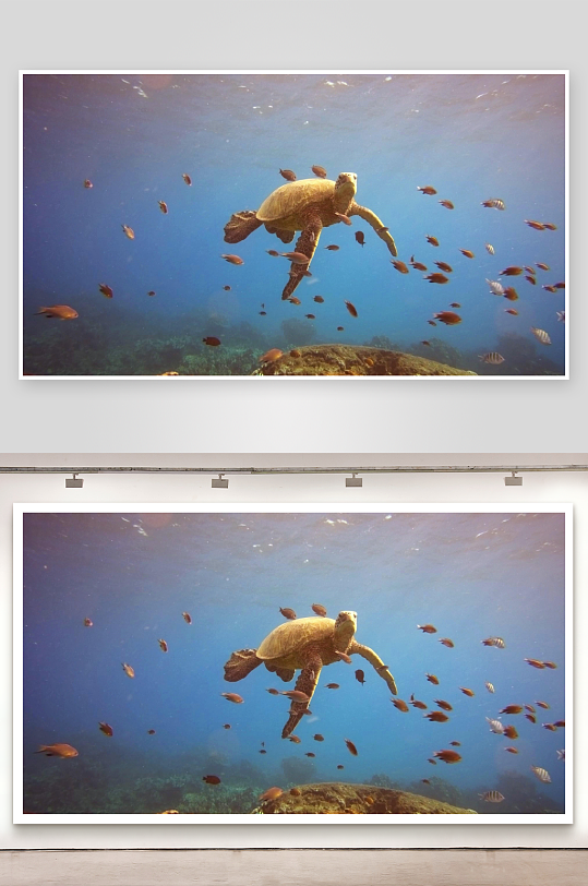 海龟游弋鱼群环绕海底景象-众图网