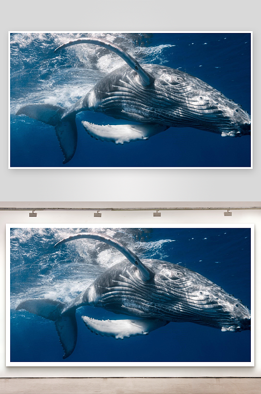 深海中游动的座头鲸-众图网