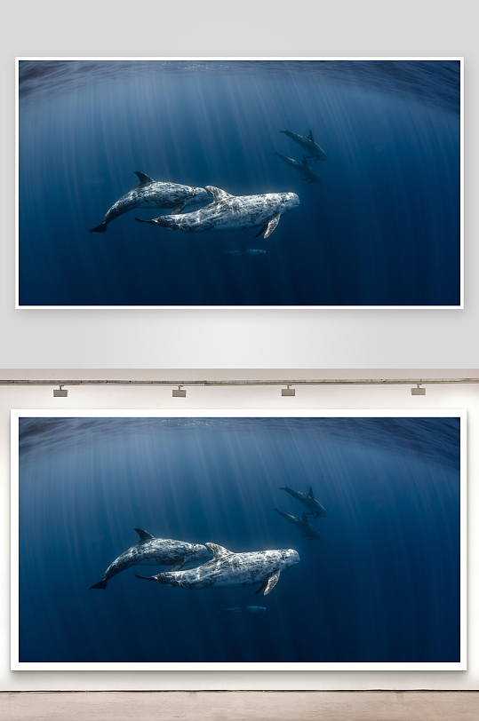 深海中游弋的斑点海豚群-众图网