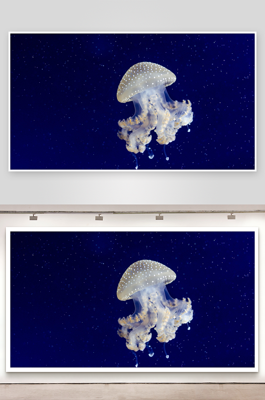 深海中漂浮的水母特写-众图网