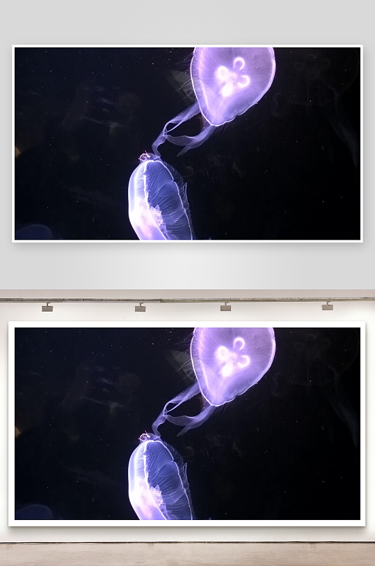 深海发光水母优雅游动-众图网